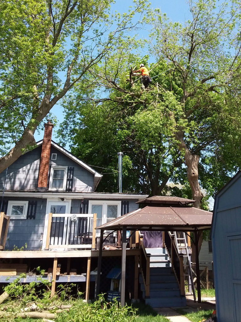 arborist up high in tree above residence