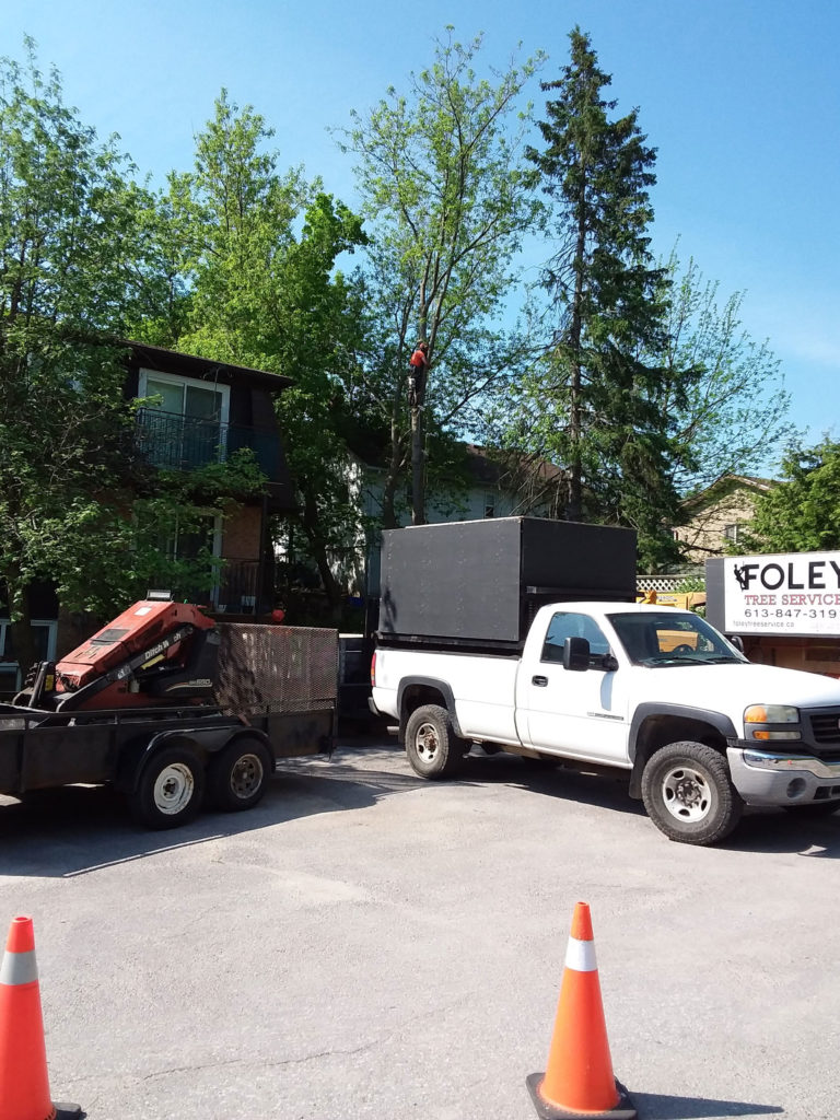 Foley Tree Service truck and equipment parked in front of building with arborist up in tree in the background