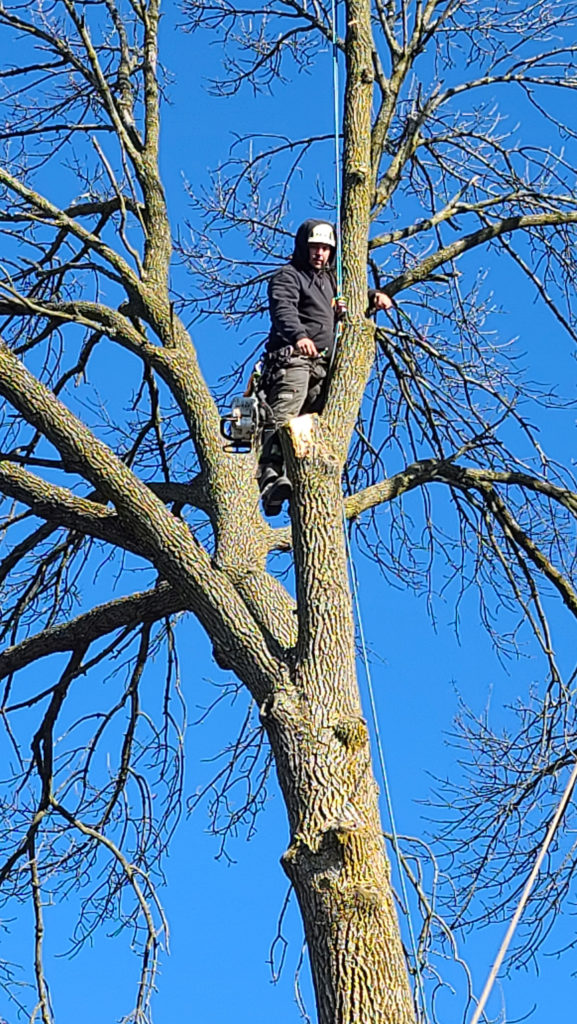 arborist looking down from up in tree