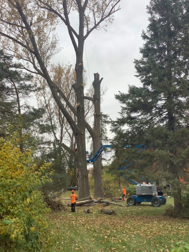arborist in bucket truck removing branches from two oversized trees with team members collecting them below