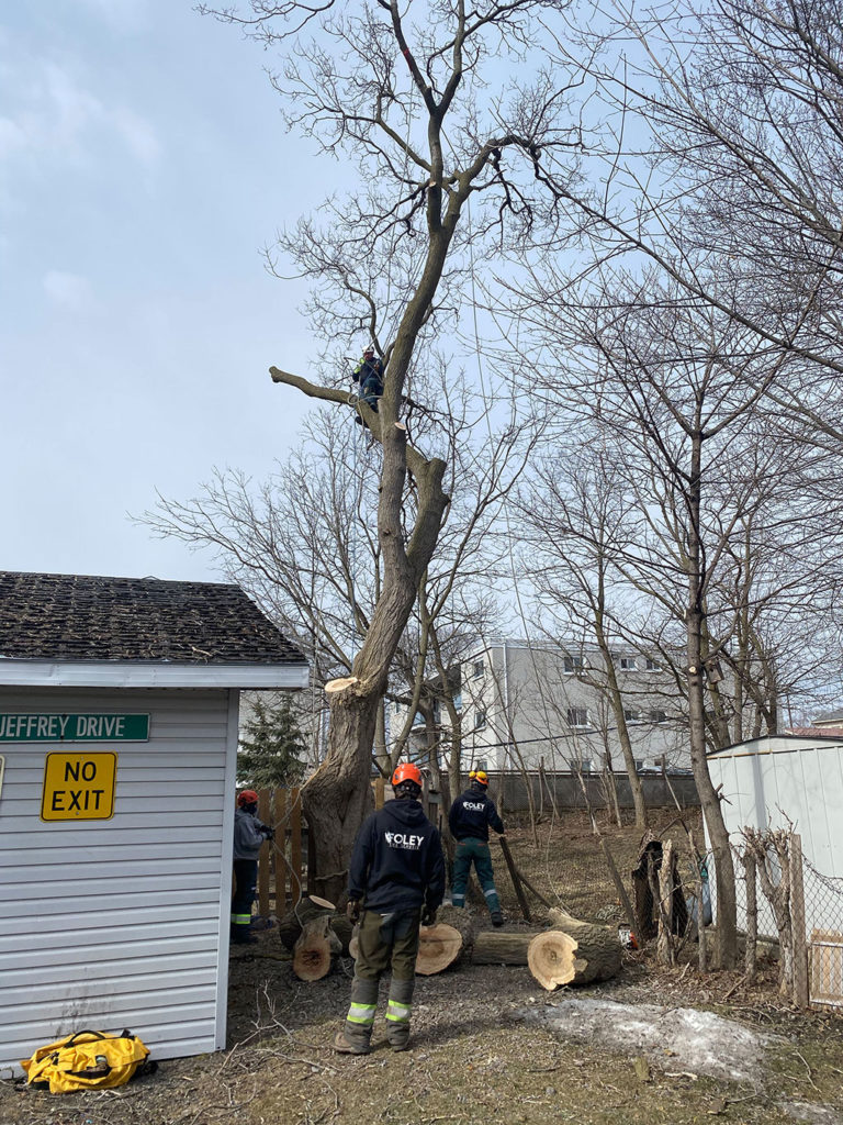 arborist up in tree removing branches with team members assisting below