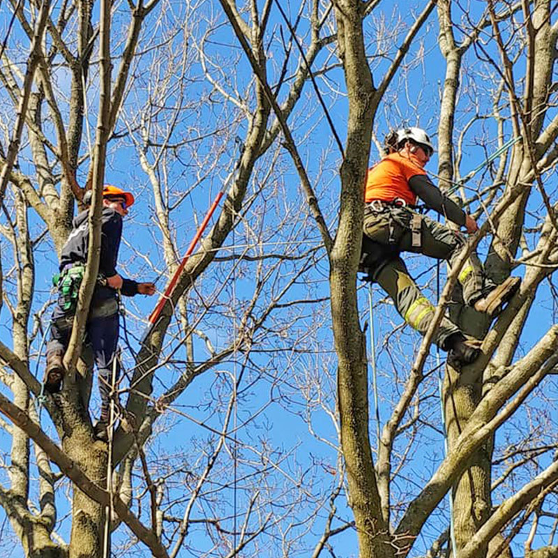 two arborists way up high in trees cabling them together
