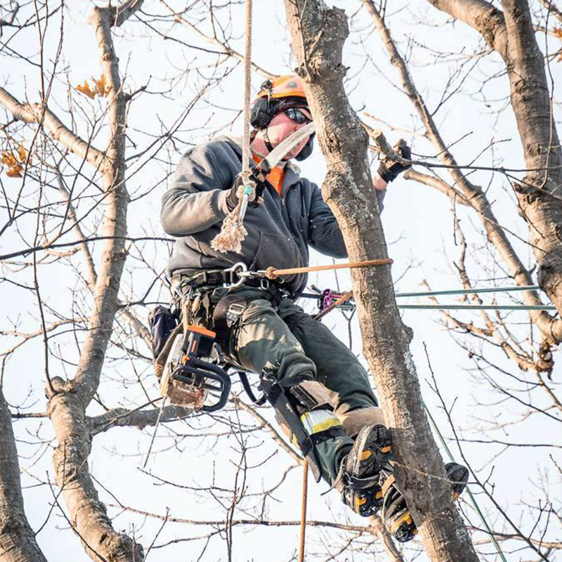 arborist up in tree trimming branches