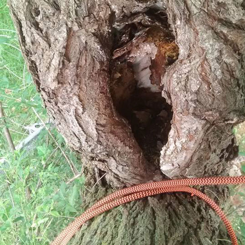hole in tree being assessed for risk