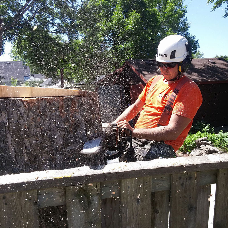 arborist working with chainsaw to grind large stump down