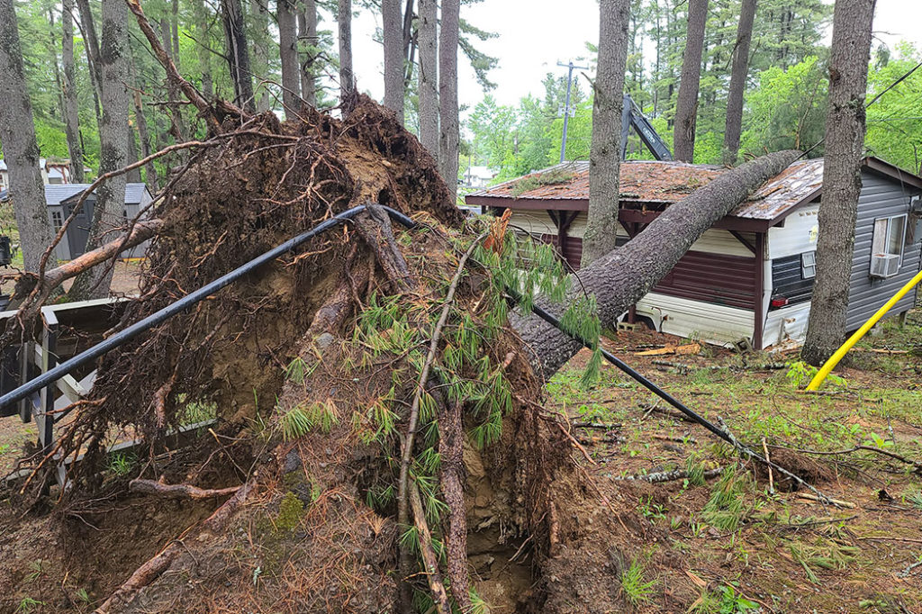 preparation for uprooted tree removal in storm aftermath