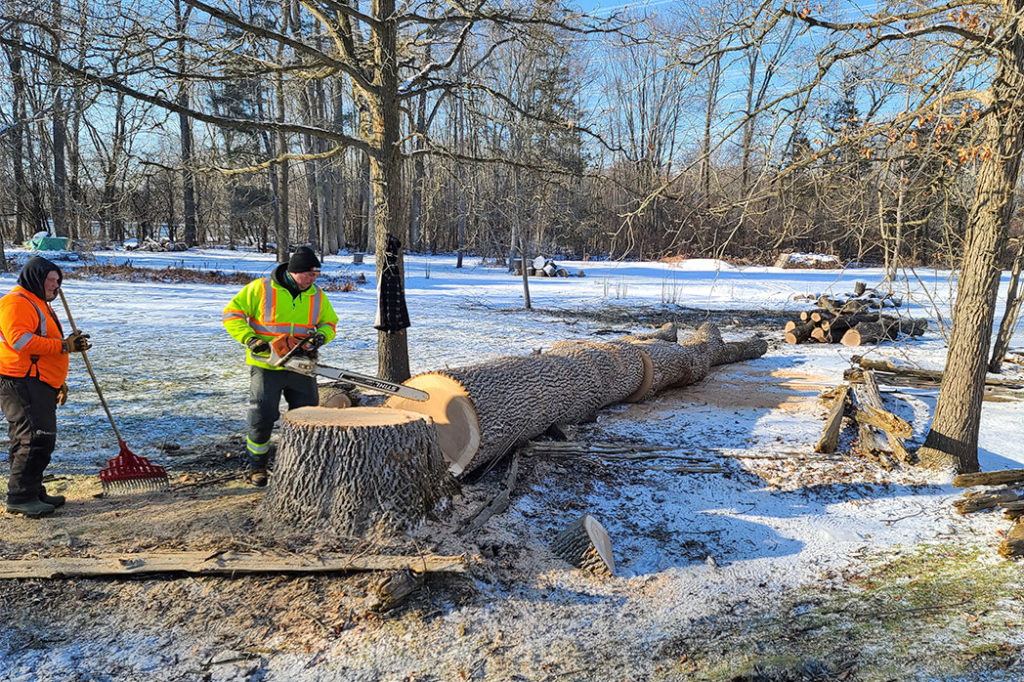 Foley Tree Service team members sawing large tree into pieces