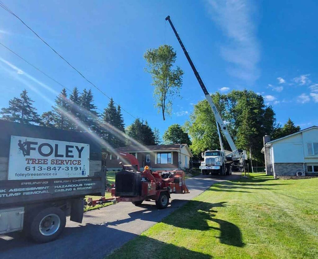 Crane lifting tree overtop of building. Foley Tree Service truck and wood chipper are parked in front.